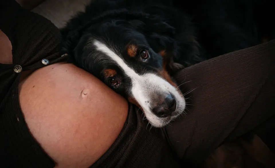 Close-up van een hond met zijn kop op de zwangere buik